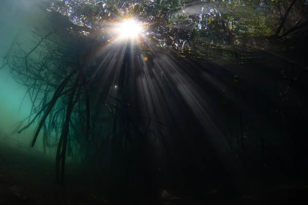 Promienie Światła Przenikają Ciemnych Cieni Lasu Namorzynowego Parku Narodowym Komodo — Zdjęcie stockowe