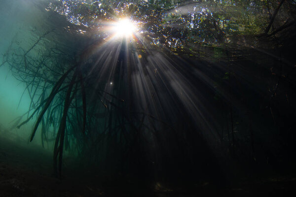 Beams of light filter into the dark shadows of a mangrove forest in Komodo National Park, Indonesia. Mangroves serve as vital nursery areas for many species of reef fish and invertebrates.