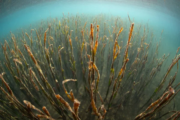 Seagrass Meadow Grows Edge Island Komodo National Park Indonesia Seagrass — Stock Photo, Image