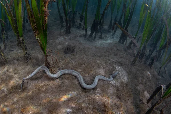 Морская Змея Acrochordus Granulatus Скользит Грязному Морскому Дну Индонезийской Морской — стоковое фото