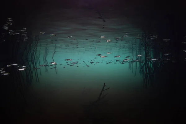 Σιλβερίδες Κολυμπούν Ανάμεσα Στις Σκοτεινές Σκιές Ενός Δάσους Μαγγρόβιων Στο — Φωτογραφία Αρχείου