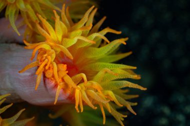 Detail of a yellow cup coral polyp, Tubastrea sp., growing on a reef in Indonesia. Cup corals are found worldwide in tropical seas. clipart