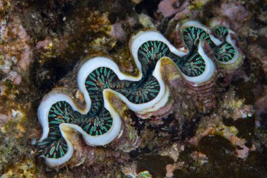 Endonezya 'daki Komodo Ulusal Parkı' ndaki mercan resifinde dev bir midye, Tridacna sp.. 