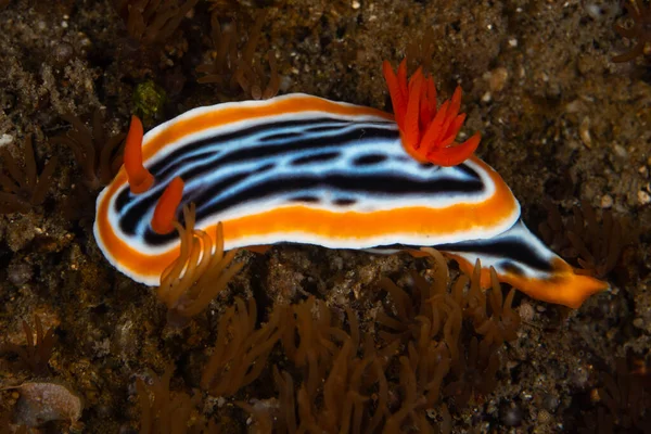 Egy Élénk Nudibranch Chromodoris Magnifica Lassan Mászik Egy Sekély Korallzátonyon — Stock Fotó