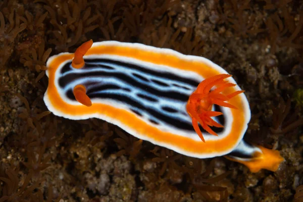 在印度尼西亚科莫多国家公园 一个充满活力的努迪支 色彩斑斓 缓慢地爬过浅浅的珊瑚礁 金银花是五彩斑斓的 可以警告食肉动物它们是有毒的 — 图库照片
