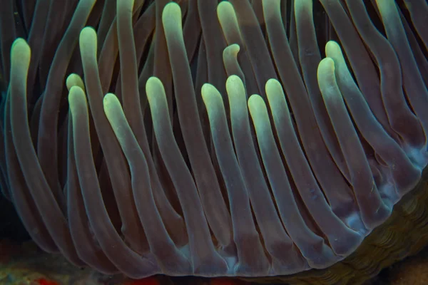 Szczegóły Długich Macek Wspaniałego Anemona Heteractis Magnifica Rosnących Rafie Koralowej — Zdjęcie stockowe