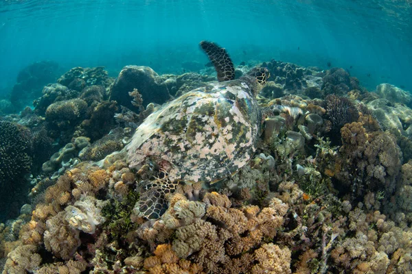 Hawksbill Sea Turtle Chelonia Mydas Swims Shallow Coral Reef Komodo — Stock Photo, Image