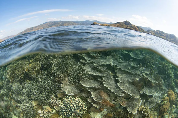 Koralowce Budujące Rafę Kwitną Rafie Biologicznej Parku Narodowym Komodo Indonezji — Zdjęcie stockowe