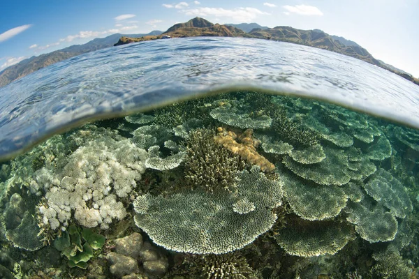 Reef Building Corals Thrive Biodiverse Reef Komodo National Park Indonesia — Stock Photo, Image