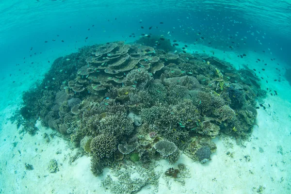 산호초를 만드는 산호와 물고기는 인도네시아 코모도 공원에서 번성하고 지역은 식지이며 — 스톡 사진