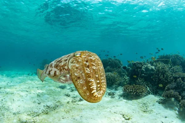 Ширококлювая Каракатица Sepia Latimanus Висит Над Мелким Коралловым Рифом Национальном — стоковое фото