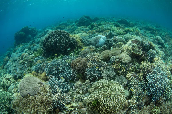 Plethora Hard Soft Corals Thrive Reef Komodo National Park Indonesia — Stock Photo, Image