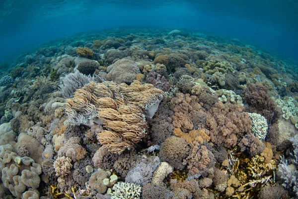 Mengde Harde Myke Koraller Trives Rev Komodo Nasjonalpark Indonesia Området – stockfoto