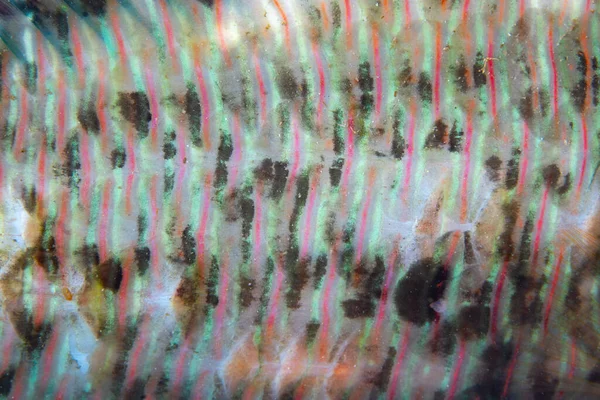 インドネシアのコモド国立公園の未確認の廃棄物の鱗と夜行性の色パターンの詳細 魚は夜行性の捕食者を避けるために夜に色を変えることが多い — ストック写真