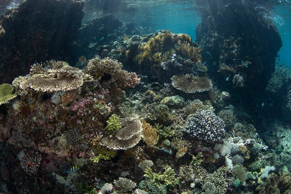 Una Pletora Coralli Duri Molli Prosperano Una Barriera Corallina Nel — Foto Stock