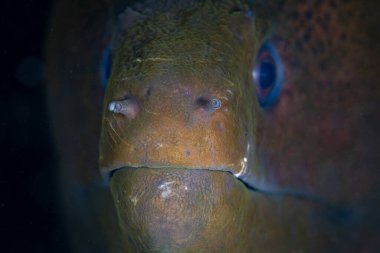 Dev bir moray yılanbalığı, Gymnothorax javanicus, Endonezya 'daki bir resif yarığından büyük kafasını çıkarır. Bu yaygın, korkutucu yılan balığı 3 metre uzunluğa ulaşabilir..