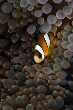 Clark 'ın anemonbalığı Amphiprion clarkii, ev sahibi şakayığın dokunaçları arasında Palau' daki bir mercan resifinde yüzer. Bu güzel balık Palau 'da bulunan dört anemonik balığından biridir..
