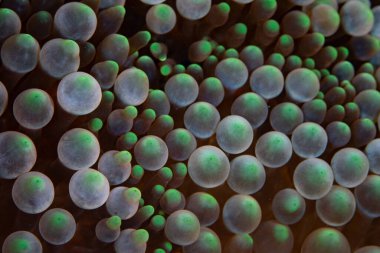 Endonezya 'da mercan resifinde yetişen muhteşem bir deniz şakayığının soğan dokunaçlarının ayrıntıları. Bu deniz şakayığı genellikle anemonik balığına ev sahipliği yapar..