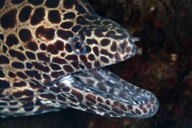 Bir kovan yılanbalığı, Gymnothorax favagineus, korkutucu kafasını Endonezya mercan resifindeki bir yarıktan çıkarır. Bu gece yılan balığı Hint-Pasifik bölgesinde bulunur..