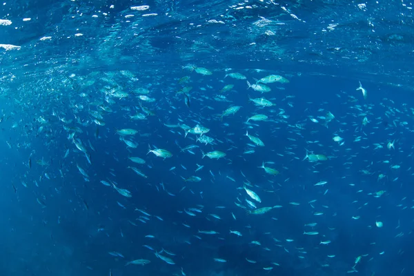 インドネシアのコモド国立公園で猛威をふるうプランクトンには 核融合炉の群れが餌を与えています 魚が食物の燃料を利用する狭い水路を通ってプランクトンを一掃します — ストック写真