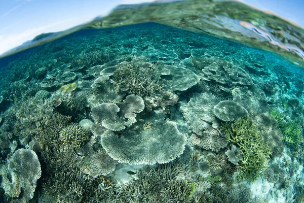 인도네시아 코모도 공원에 산호초에서는 산호와 물고기가 서식하고 있습니다 지역은 식지이며 — 스톡 사진