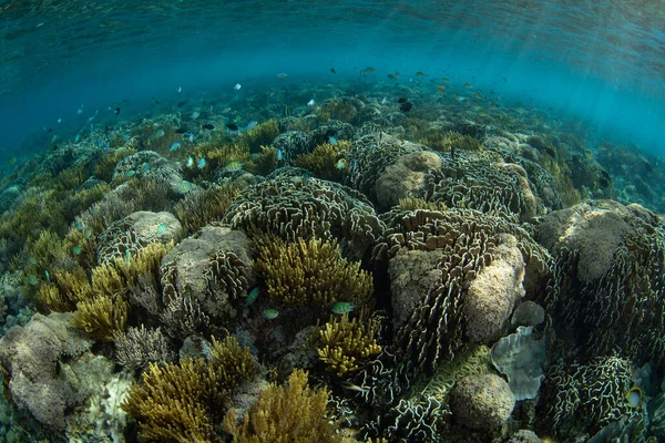 Uma Infinidade Corais Pequenos Peixes Prosperam Recife Parque Nacional Komodo — Fotografia de Stock