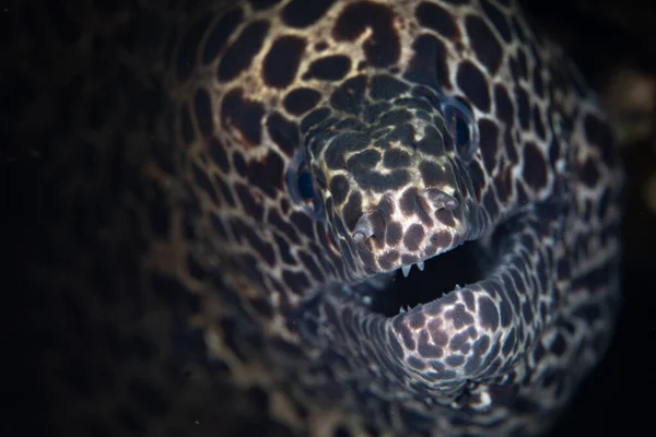 Honeycomb Moray Eel Gymnothorax Favagineus Pokes Its Intimidating Head Out — Stock Photo, Image