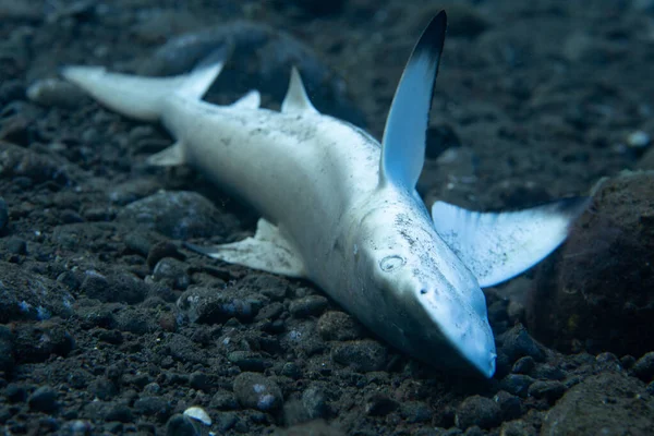 Tiburón Arrecife Punta Negra Juvenil Sido Capturado Muerto Una Red —  Fotos de Stock