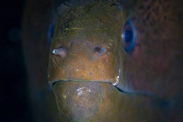 Giant Moray Eel Gymnothorax Javanicus Pokes Its Large Head Out — Stock Photo, Image