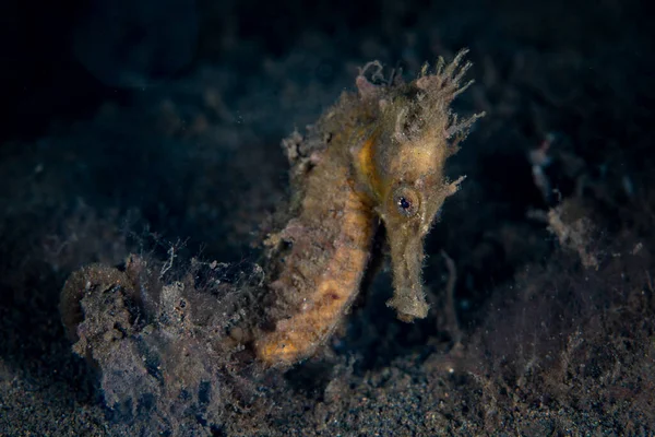 Well Camouflaged Seahorse Clings Sandy Seafloor Its Prehensile Tail Komodo — Stock Photo, Image