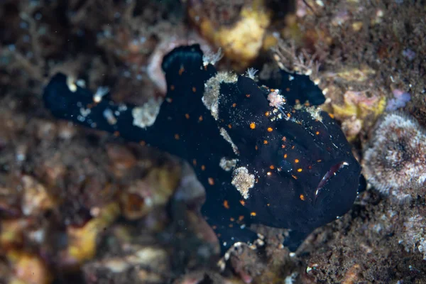 Une Jeune Grenouille Peinte Antennarius Pictus Trouve Sur Récif Corallien — Photo