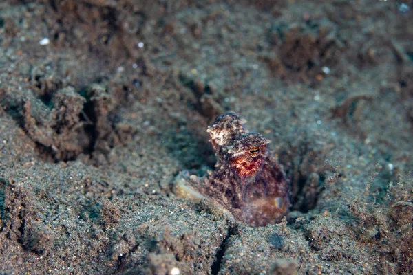 Een Langarmige Octopus Abdopus Ook Wel Bekend Als Witte Octopus — Stockfoto