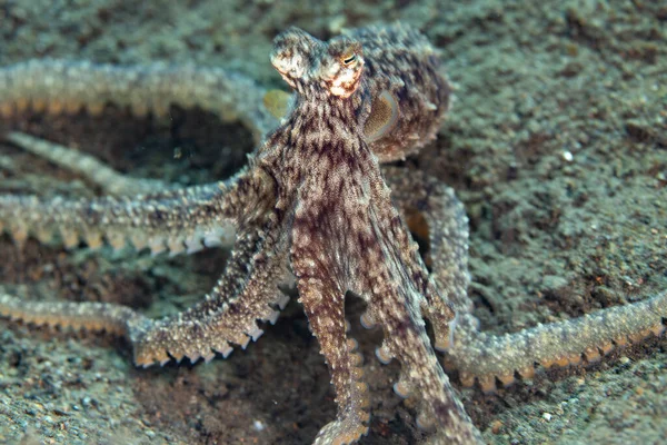 在印度尼西亚三江的一个沙质斜坡上发现了一种长臂章鱼 也被称为白腹章鱼 这种伪装得很好的头足类动物在整个印度洋 太平洋地区都能找到 — 图库照片