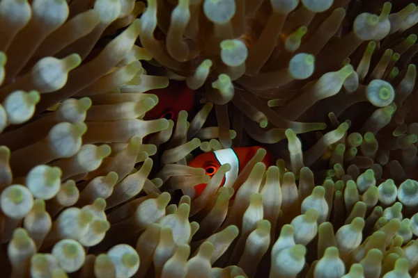 비아쿨라 Premnas Biaculeatus 인도네시아 코모도 공원에 산호초에 말미잘의 사이에서 헤엄을 — 스톡 사진