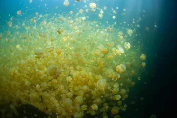 Endemic Golden Jellyfish Mastigius Thrive Palau Famous Jellyfish Lake Saltwater — Stock Photo, Image