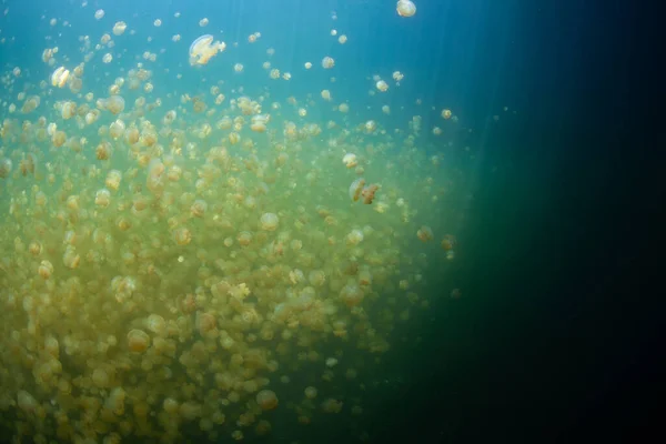 Endemic Golden Jellyfish Mastigius Thrive Palau Famous Jellyfish Lake Saltwater — Stock Photo, Image