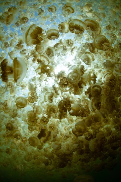 Endemisk Gylden Vandmand Mastigius Trives Palaus Berømte Jellyfish Lake Saltvandssø - Stock-foto