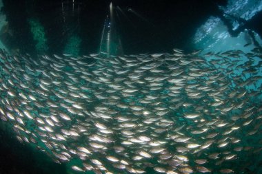 Endonezya 'daki Raja Ampat iskelesinin altında bir pislik sürüsü yüzüyor. Endonezya 'nın bu tropikal bölgesi, mercan üçgeninin bir parçası, muhteşem deniz biyolojik çeşitliliğiyle bilinir..
