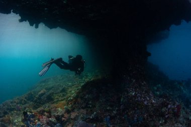 Bir dalgıç Raja Ampat, Endonezya 'da sığ bir mercan resifini keşfeder. Bu uzak bölge sıradışı deniz biyolojik çeşitliliğine ev sahipliği yapıyor ve harika dalış ve şnorkelle dalma dalgıçlığıyla tanınıyor..