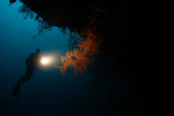 A diver shines a light on black coral in a deep cave in Raja Ampat, Indonesia. This remote region harbors extraordinary marine biodiversity and is known for awesome scuba diving and snorkeling.