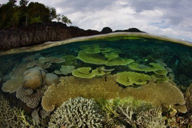Raja Ampat, Endonezya 'da sağlıklı ve sığ bir mercan resifi gelişir. Bu uzak bölge sıradışı deniz biyolojik çeşitliliğine ev sahipliği yapıyor ve harika dalış ve şnorkelle dalma dalgıçlığıyla tanınıyor..