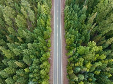 Pasifiğin kuzeybatısındaki uçsuz bucaksız bir ormandan geçen ıssız bir yol..