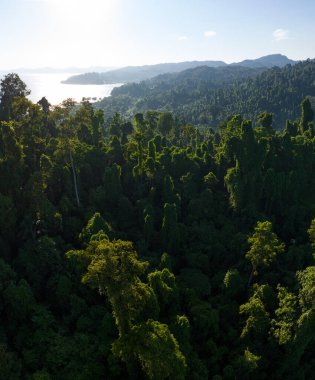 Bereketli bir yağmur ormanının yeşil gölgesi Endonezya 'nın doğusundaki Waigeo, Raja Ampat adasını kaplar. Endonezya dünyanın üçüncü büyük yağmur ormanlarına ev sahipliği yapmaktadır..