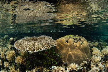 Raja Ampat 'ın gelgit hattının hemen altında sığ resif inşa eden mercanlar yetişir. Bu bölge inanılmaz deniz biyolojik çeşitliliği nedeniyle Mercan Üçgeni 'nin kalbi olarak bilinir..