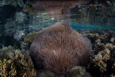 Muhteşem bir şakayık, Heteractis magnifica, Raja Ampat 'ın gelgit hattının hemen altında yetişir. Bu bölge inanılmaz deniz biyolojik çeşitliliği nedeniyle Mercan Üçgeni 'nin kalbi olarak bilinir..