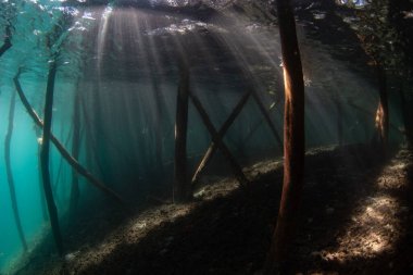 Güneş ışınları Raja Ampat 'taki ahşap bir iskelenin altına iniyor. Bu bölge inanılmaz deniz biyolojik çeşitliliği nedeniyle Mercan Üçgeni 'nin kalbi olarak bilinir..