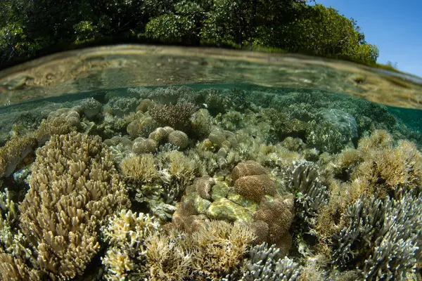 Raja Ampat 'ın gelgit hattının hemen altında sığ resif inşa eden mercanlar yetişir. Bu bölge inanılmaz deniz biyolojik çeşitliliği nedeniyle Mercan Üçgeni 'nin kalbi olarak bilinir..