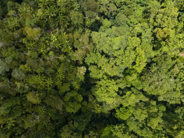 Güneş ışığı Endonezya 'nın Raja Ampat kentindeki bir yağmur ormanının tepesine düşer. Bu bölge, inanılmaz biyolojik çeşitliliği nedeniyle Mercan Üçgeni 'nin kalbi olarak bilinir..