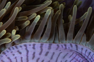 Muhteşem bir şakayığın ayrıntıları, Heteractis magnifica, Raja Ampat 'ta güzel bir resifte büyüyor. Bu bölge inanılmaz deniz biyolojik çeşitliliği nedeniyle Mercan Üçgeni 'nin kalbi olarak bilinir..