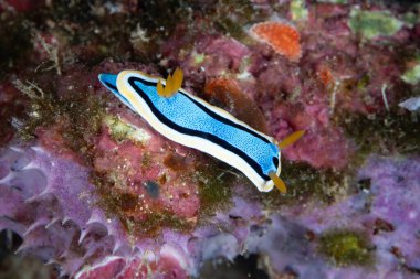 Renkli bir çıplaklık dalı olan Kromodoris annae, Endonezya 'nın Raja Ampat kentindeki bir resif boyunca sürünür. Bu uzak tropikal bölgenin sağlam mercan resifleri dünyanın en büyük deniz biyolojik çeşitliliğini destekler..